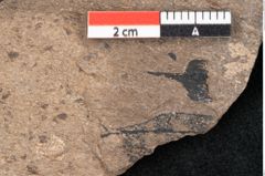 Foto (Detailansicht) von Araucaria sternbergii Goeppert (NHMW-GEO-2024-0188-8293)